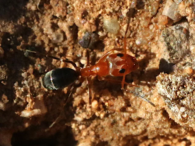 Example Dorymyrmex bicolor worker photographed on soil. Not your colony or an identification reference.