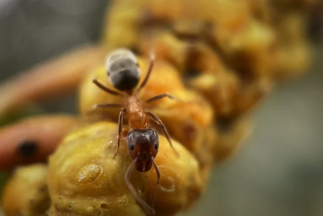 Example Liometopum occidentale worker photographed on a plant surface. Not your colony or an identification reference.