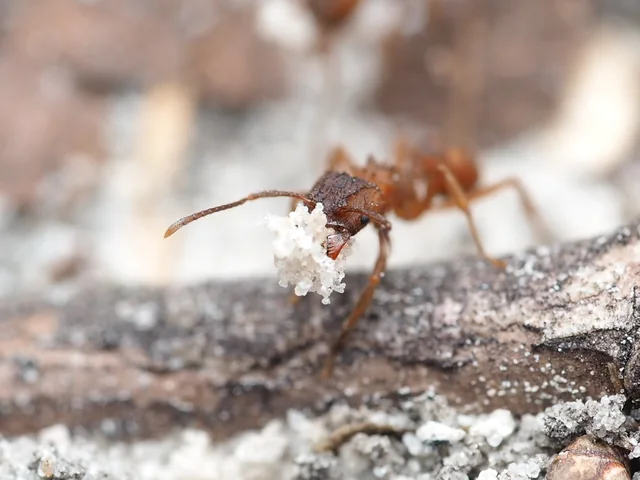 Example Trachymyrmex septentrionalis worker photographed on wood, carrying fungus garden material. Not your colony or an identification reference.